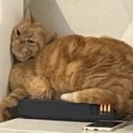 M.Chat