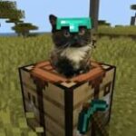 mister cat